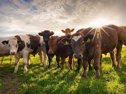 Увеличена ставка выплаты субсидии из бюджета муниципального района на приобретение коровы (нетели)